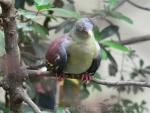 Thick-billed green-pigeon