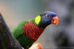 Coconut lorikeet