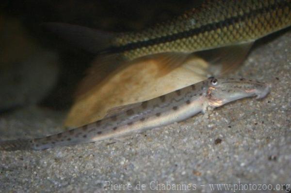 Horsface loach