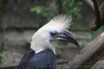 White-crowned hornbill