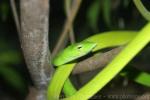 Asian vine snake