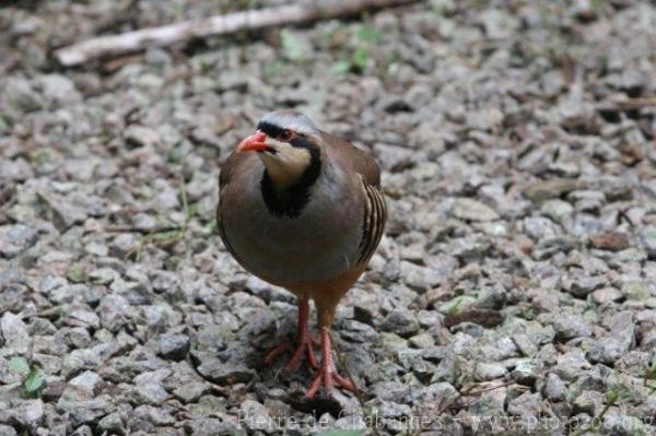 Chukar partridge