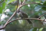 Ochraceous bulbul