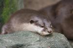 Asian small-clawed otter