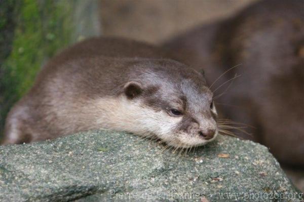 Asian small-clawed otter