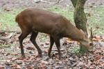 Bawean deer *