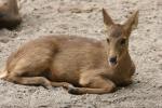 Indian hog deer