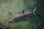 Tricolor sharkminnow
