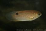 Malay combtail