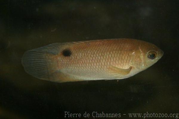 Malay combtail