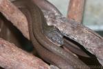 Black-headed cat snake