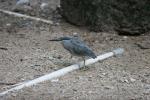 Green-backed heron