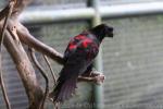 Black lory *