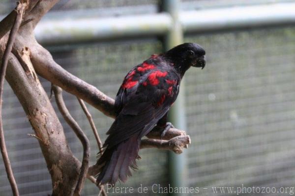 Black lory *