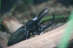 Caucasus beetle