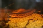 Brownback snakehead