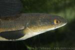 Blackspotted snakehead