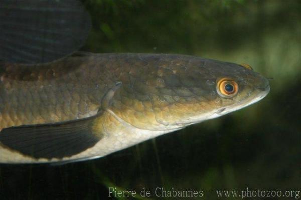 Blackspotted snakehead
