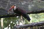 Storm's stork