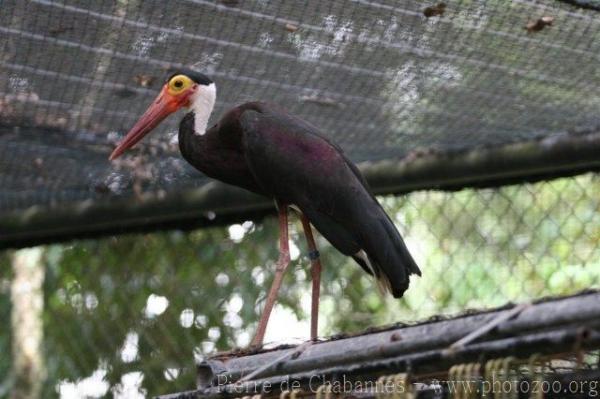 Storm's stork