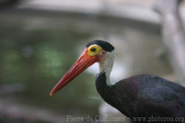 Storm's stork