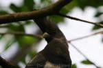 White-bellied go-away-bird