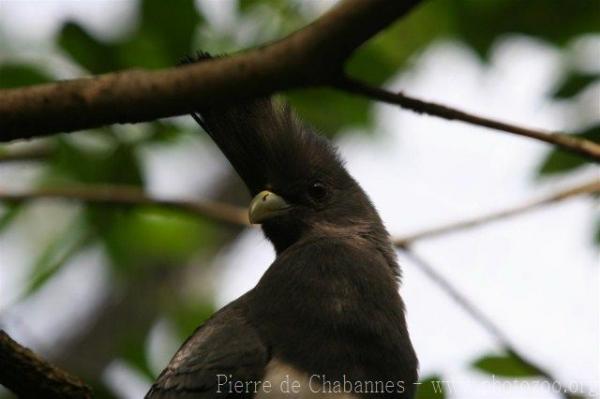 White-bellied go-away-bird