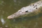 Saltwater crocodile