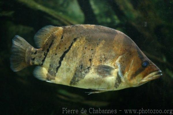 Finescale tigerfish