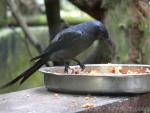 Ashy drongo *