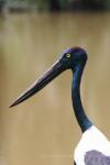 Black-necked stork *