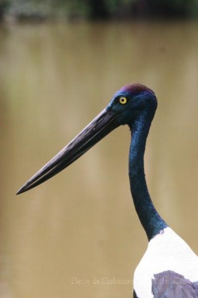 Black-necked stork *