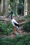 Black-necked stork *