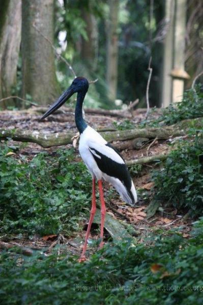 Black-necked stork *