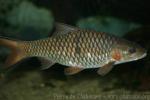 Hampala barb