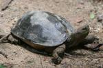 Giant Asian pond turtle