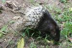Malayan porcupine