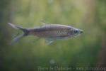 Rosefin rasbora