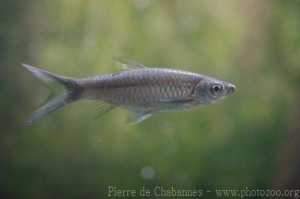 Rosefin rasbora