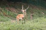 Kafue flats lechwe