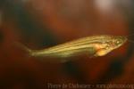 Striped glass catfish