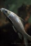 Black sharkminnow
