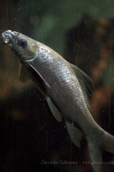 Black sharkminnow