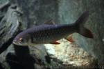 Red-finned cigar shark