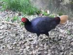 Crestless fireback pheasant