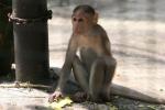 Bonnet macaque