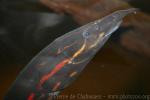 Fire eel