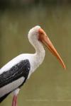 Painted stork