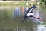 Painted stork