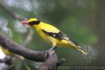 Black-naped oriole